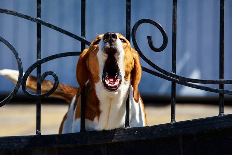 abogado de accidente mordidas de perros